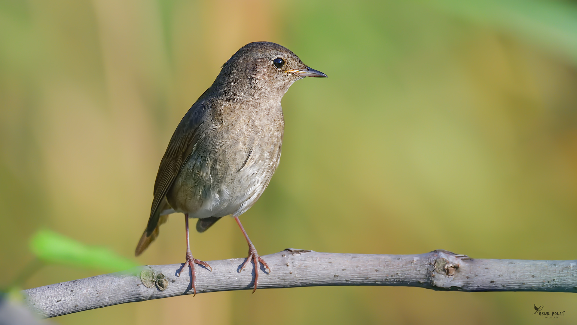 Thrush Nightingale